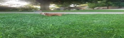 Cavapoo dogs for sale: Cavapoo 1 - Ad 6