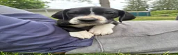 Great Dane dogs for sale: Dozer  - Ad 4