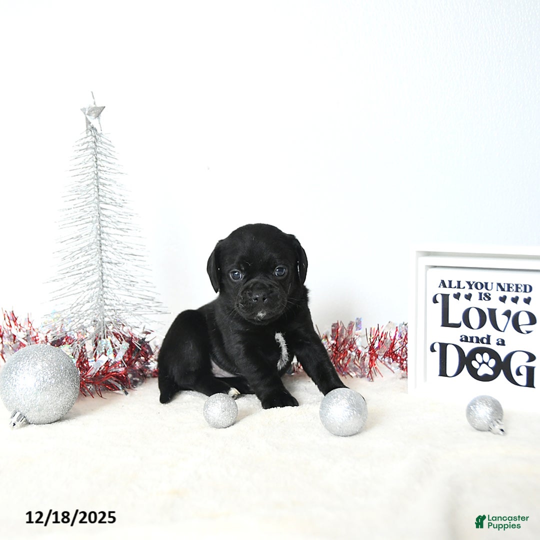 Puggle dogs for sale: Gracie - Ad 5