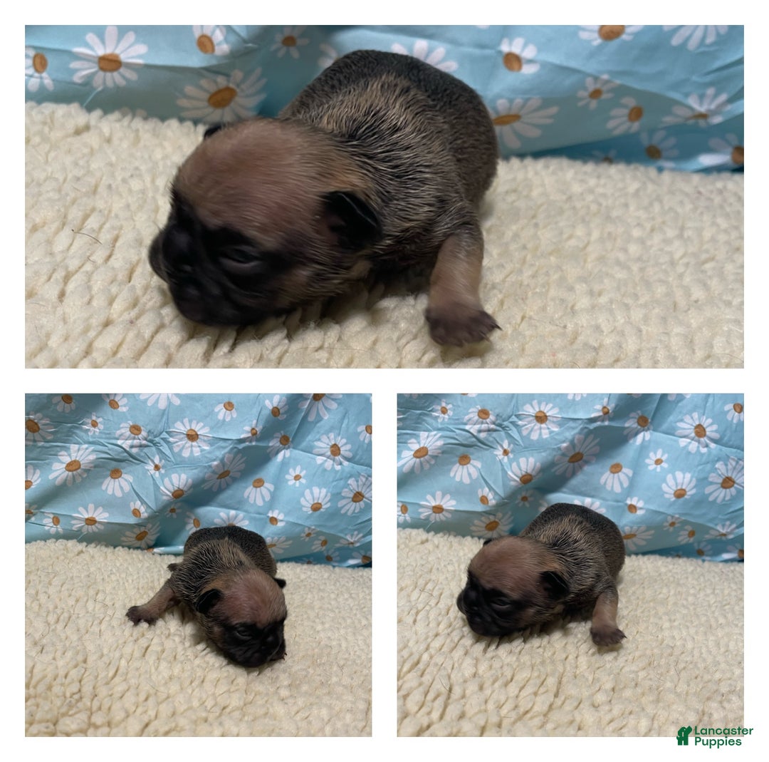French Bulldog dogs for sale: Bean - Ad 4