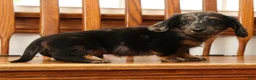 Miniature Dachshund dogs for sale: Tinker - Ad 6