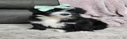 Mini Bernedoodle dogs for sale: Mini Wanda - Ad 7