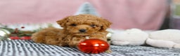 Miniature Poodle dogs for sale: Sadie - Ad 8