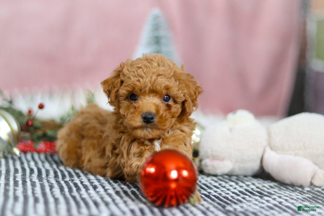 Miniature Poodle dogs for sale: Sadie - Ad 8