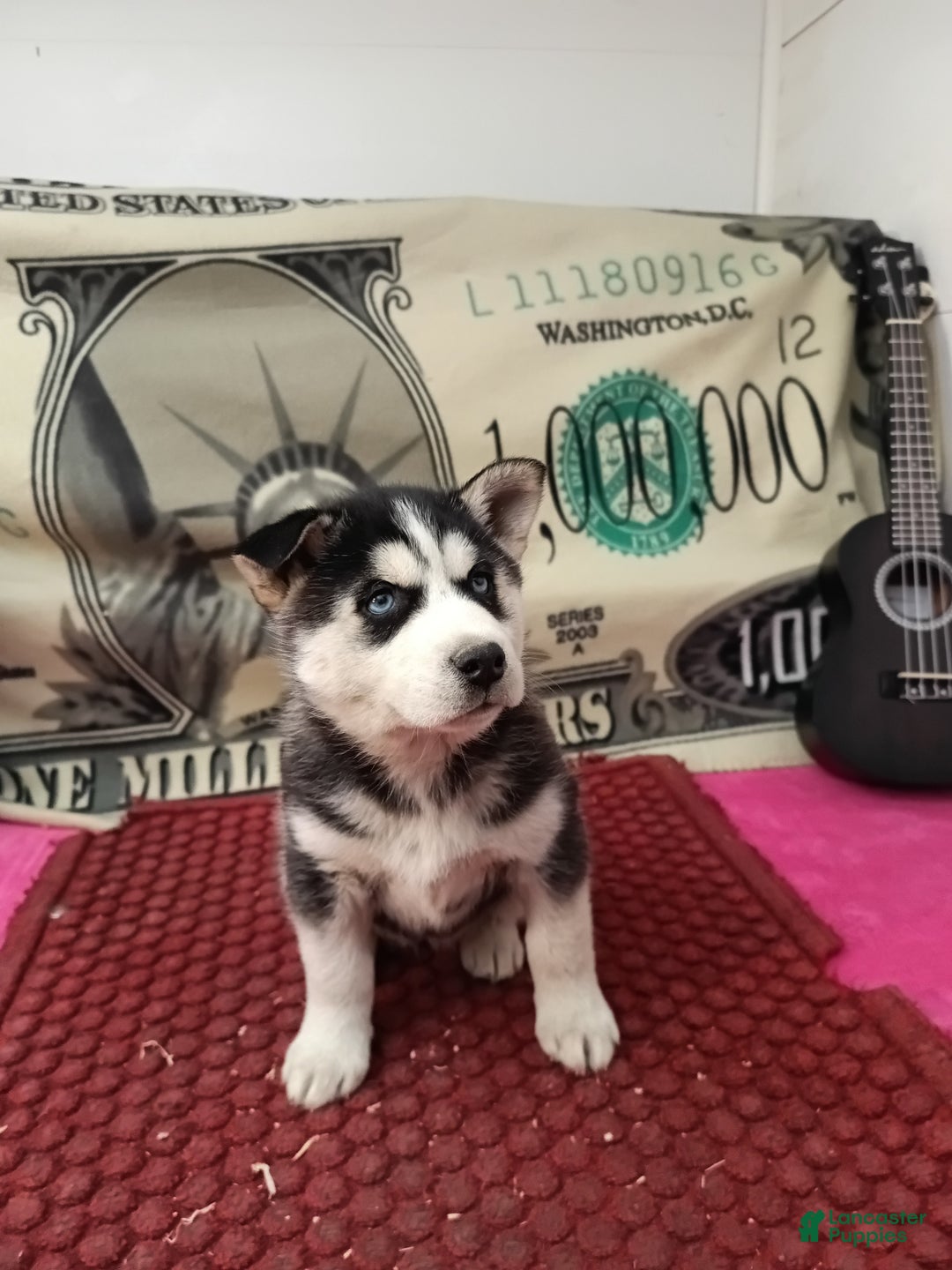 Siberian Husky dogs for sale: Abby - Ad 2