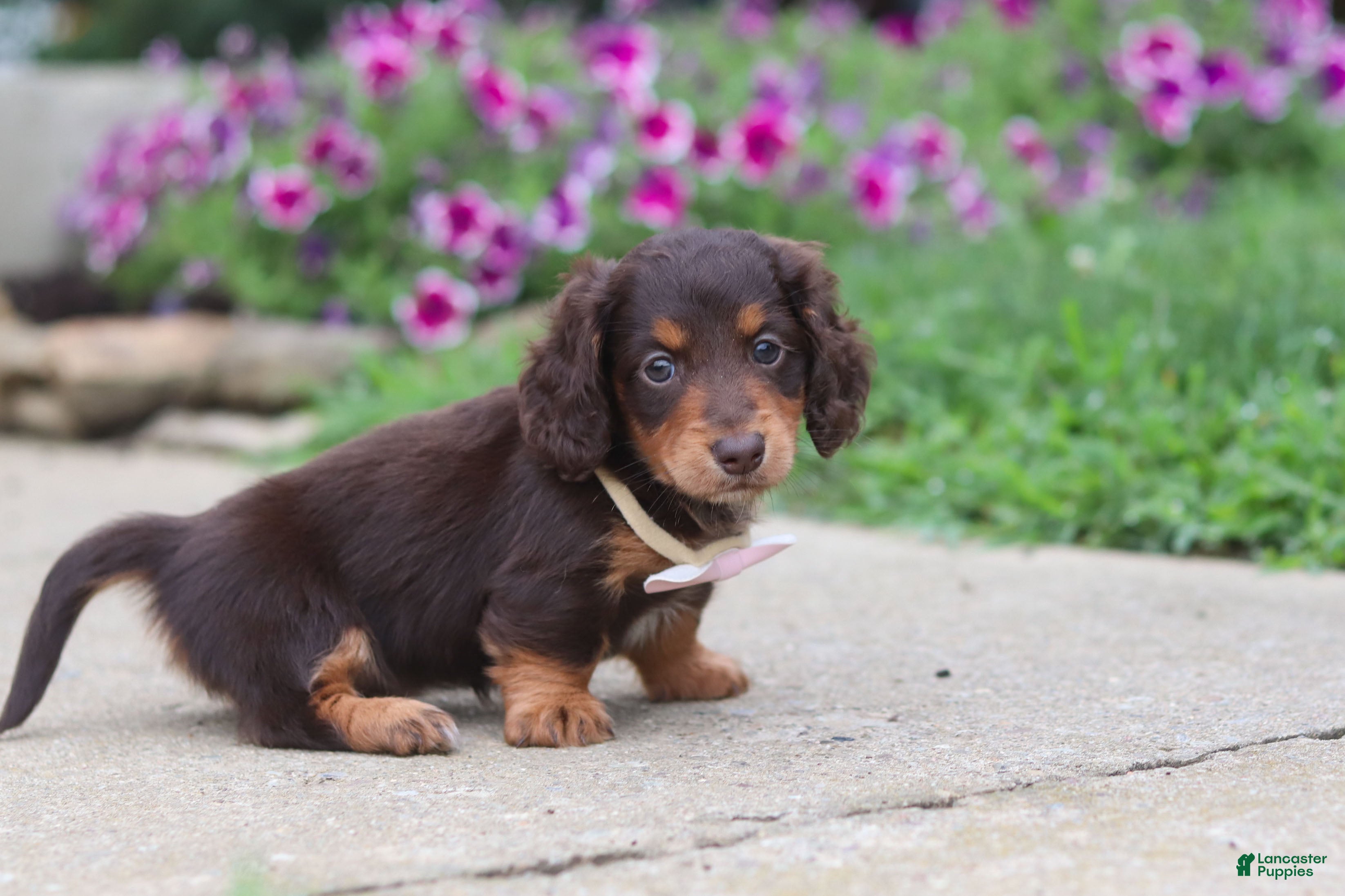 Miniature Dachshund dogs Olivia - Ad 2