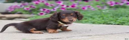 Miniature Dachshund dogs for sale: Olivia - Ad 2