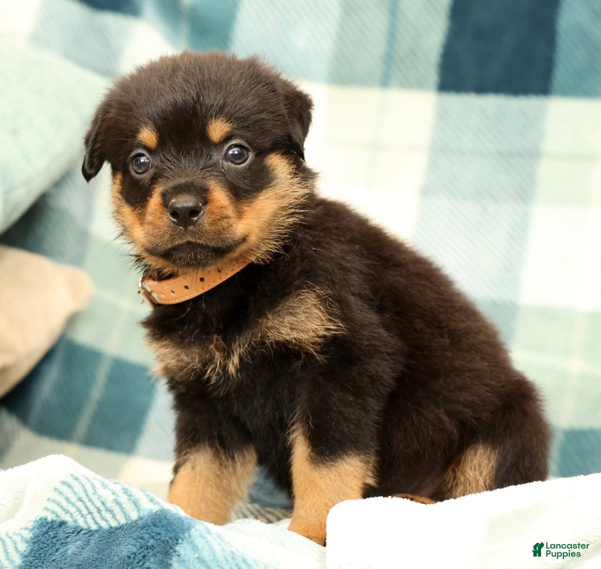 Rottweiler dogs Bear - Ad 1
