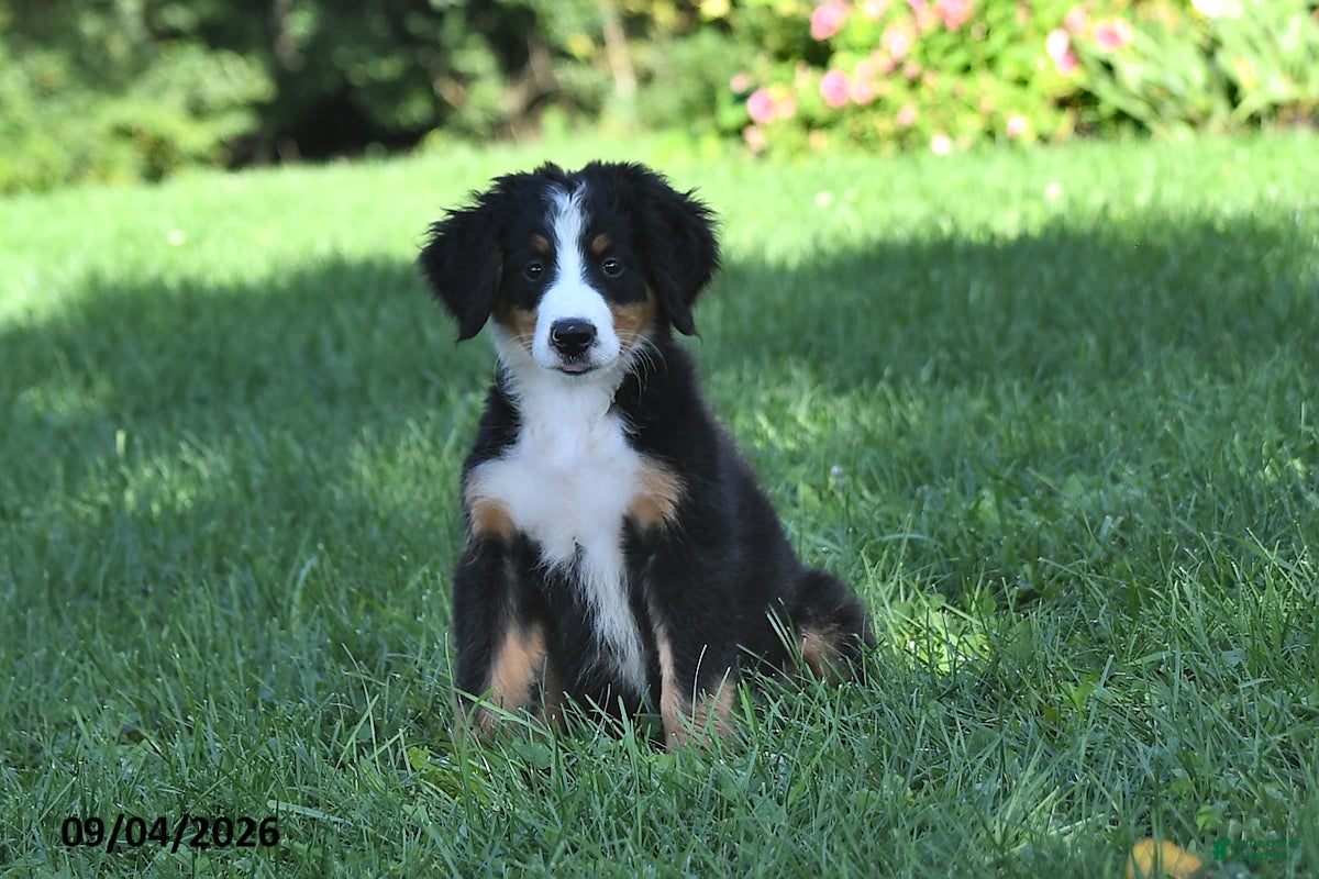 Bernese Mountain Dog dogs CeCe - Ad 1