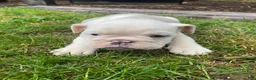English Bulldog dogs for sale: Maverick - Ad 14