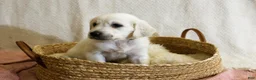 Golden Retriever dogs for sale: Chicory - Ad 31