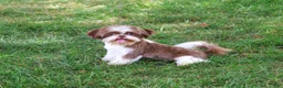 Shih Tzu dogs for sale: Andre - Ad 3