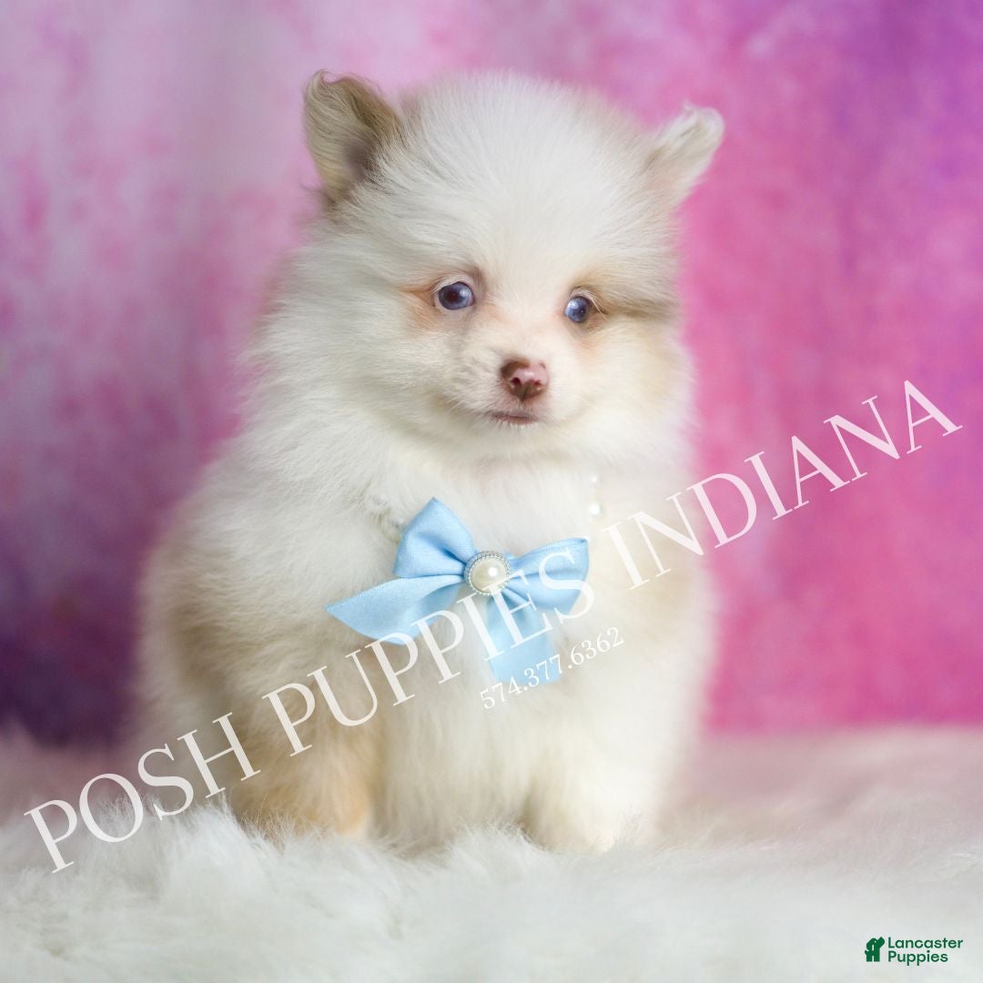 Pomeranian dogs for sale: Chai - Ad 5