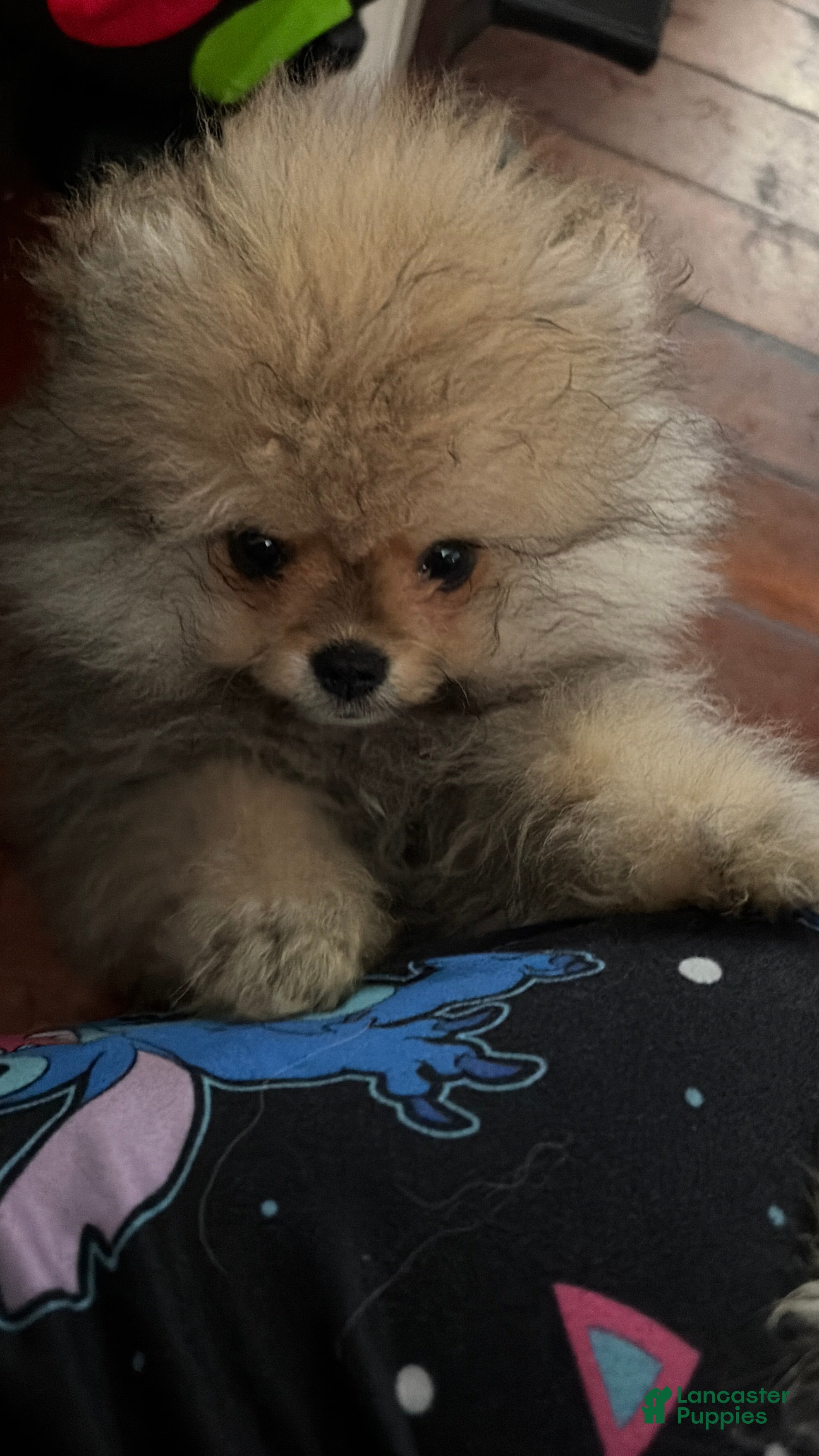Pomeranian dogs Pomeranian Puppy 3 - Ad 1