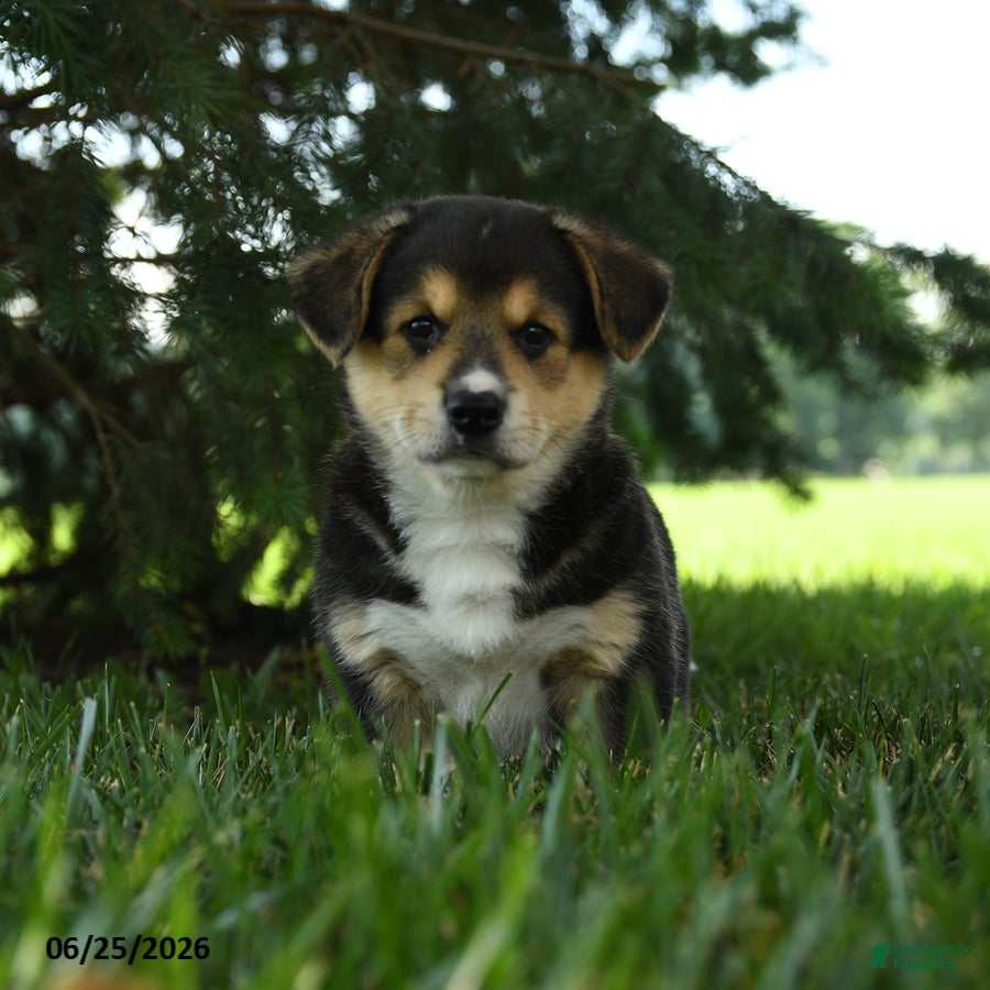 Mixed Breed dogs Astro - Ad 1