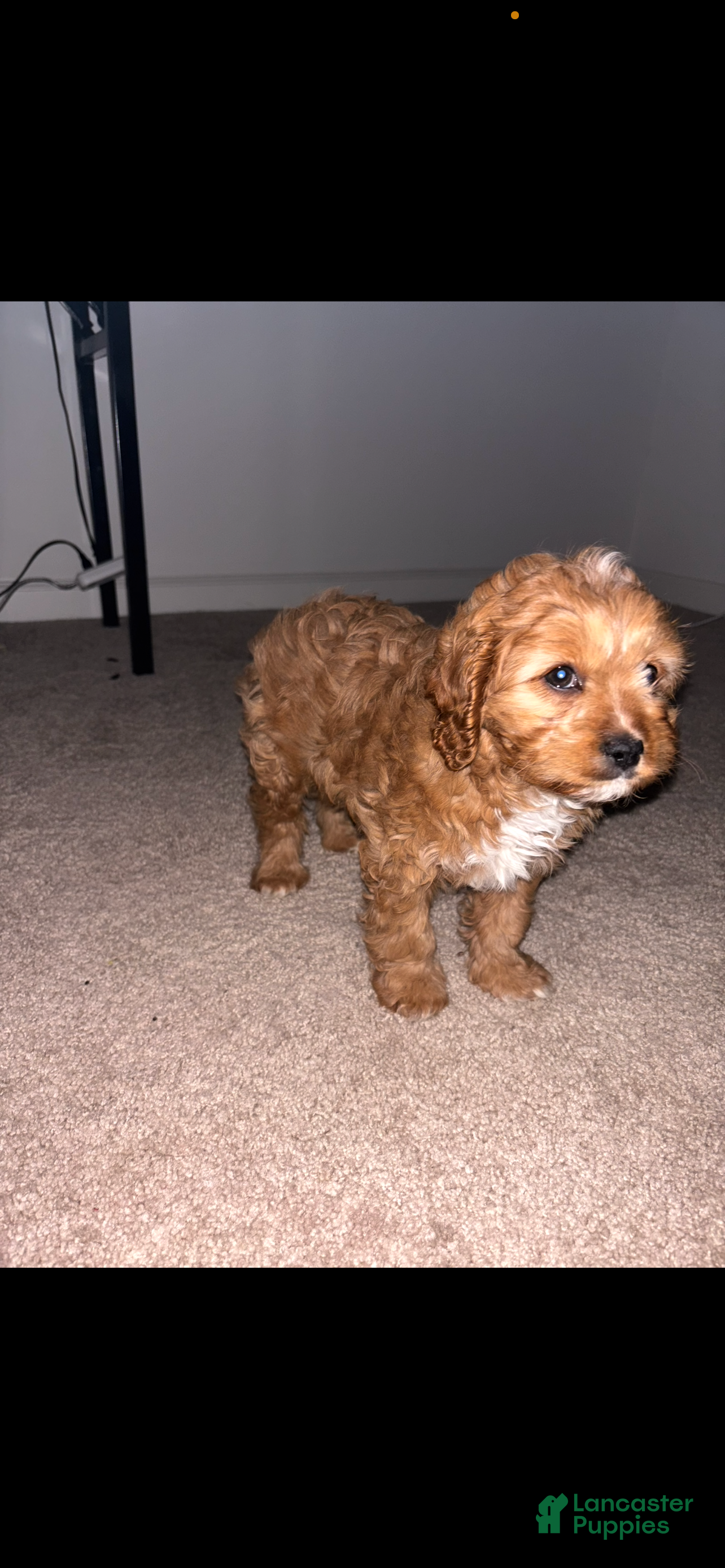 Cavapoo dogs Cavapoo Puppy 5 - Ad 41