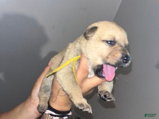 Mixed Breed dogs - Ad 27