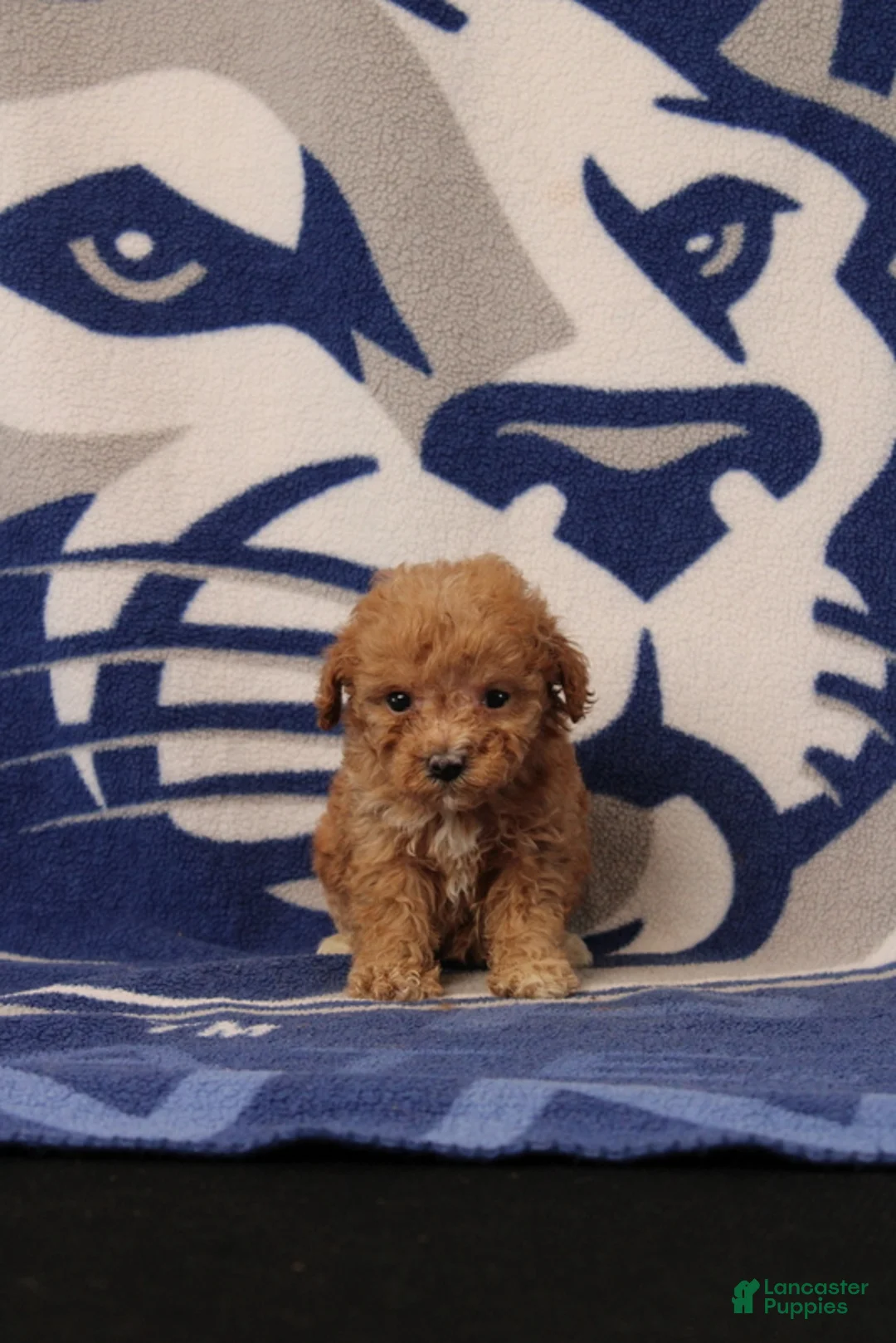 Toy Poodle dogs for sale: Jane - Ad 4