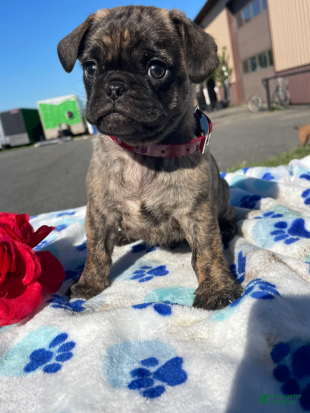 Pug dogs for sale: Bogart - Ad 2