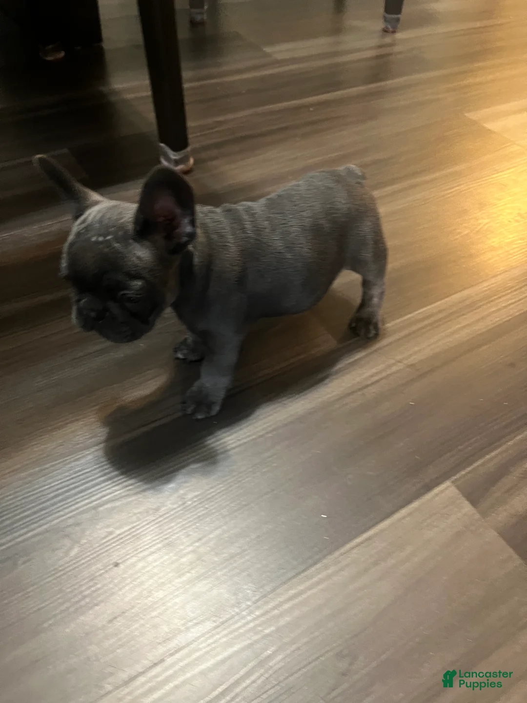 French Bulldog dogs for sale: French Bulldog 1 - Ad 2