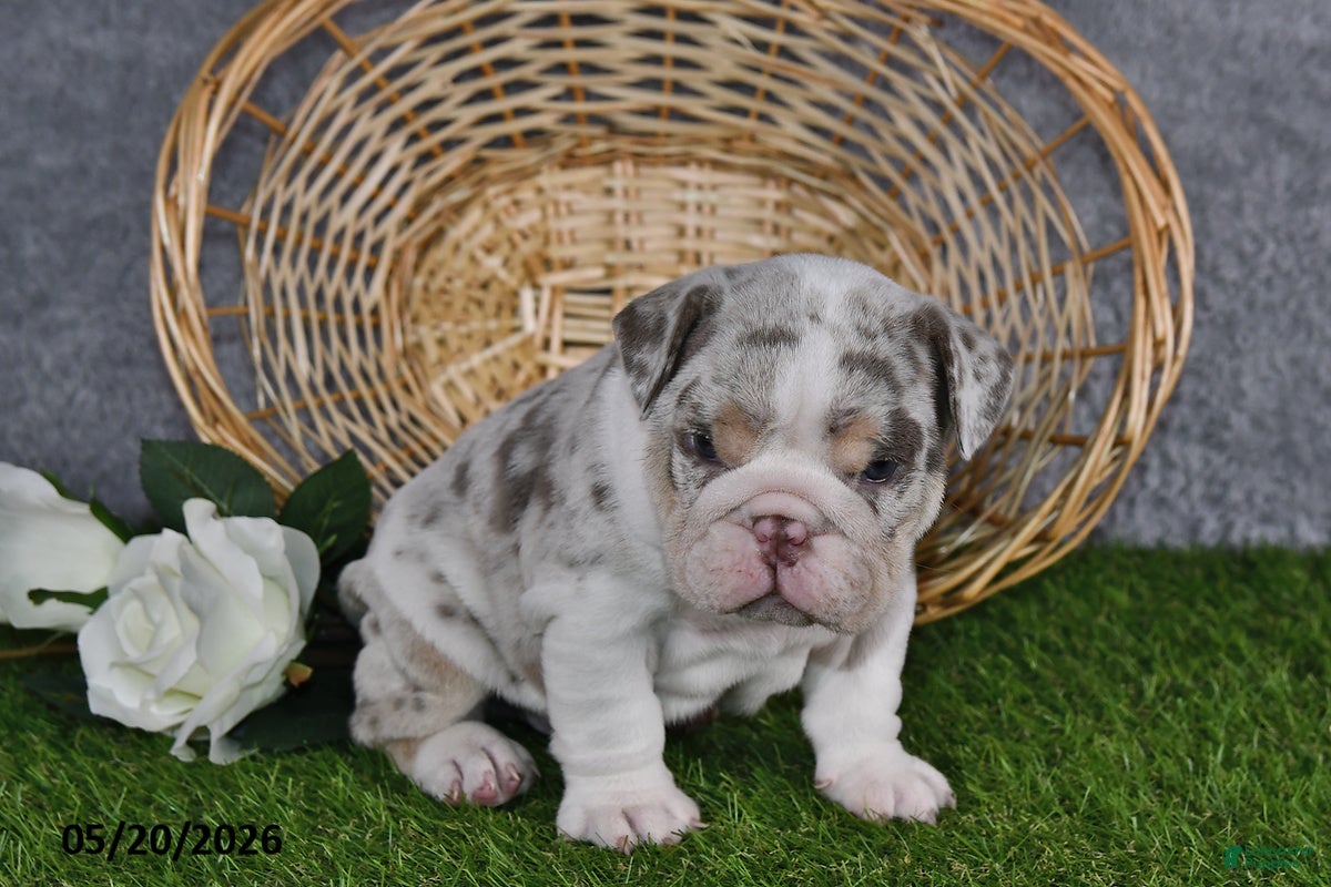 English Bulldog dogs Hunter - Ad 2
