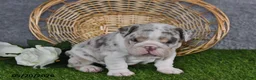 English Bulldog dogs for sale: Hunter - Ad 2