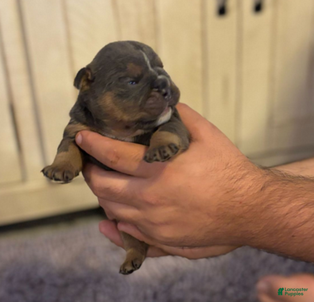 English Bulldog dogs for sale: Ralfy - Ad 4