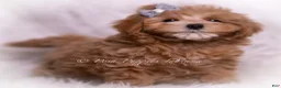 Maltipoo dogs for sale: Teeko - Ad 3