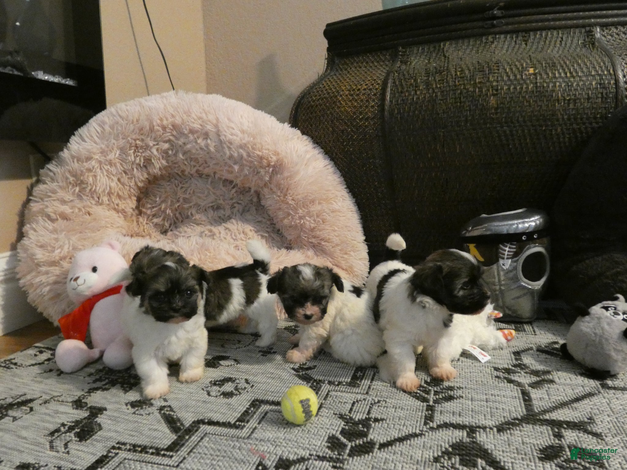 Havanese dogs Max_Male - Ad 2