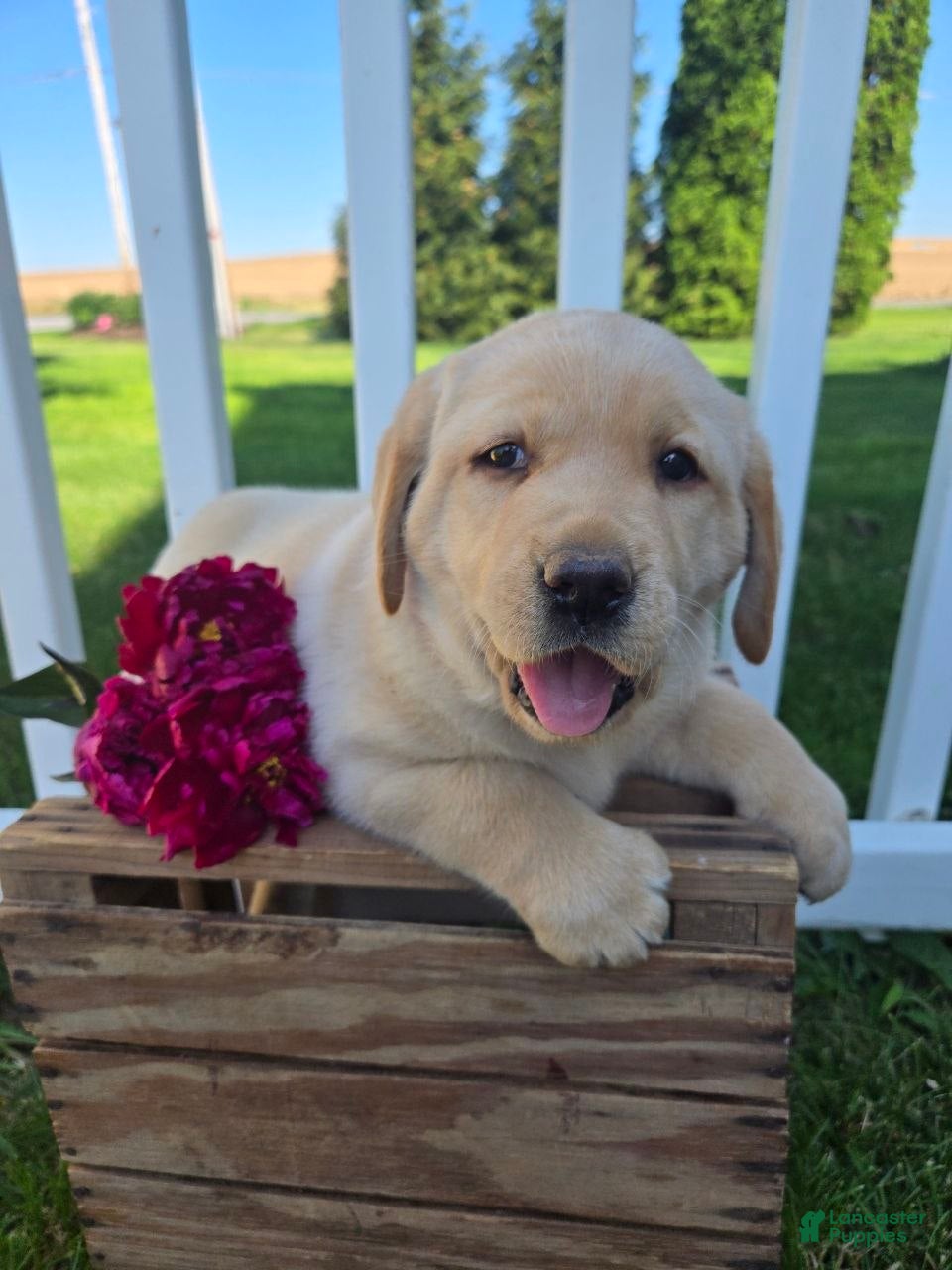 Labrador Retriever dogs for sale: Betty - Ad 1