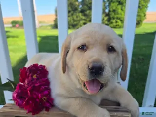 Labrador Retriever dogs for sale: Betty - Ad 1