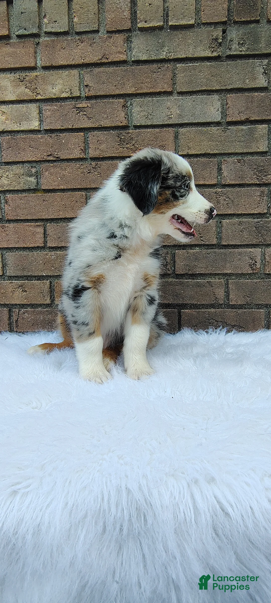 Australian Shepherd dogs for sale: Max - Ad 7