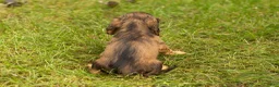 Miniature Dachshund dogs for sale: Milo  - Ad 5
