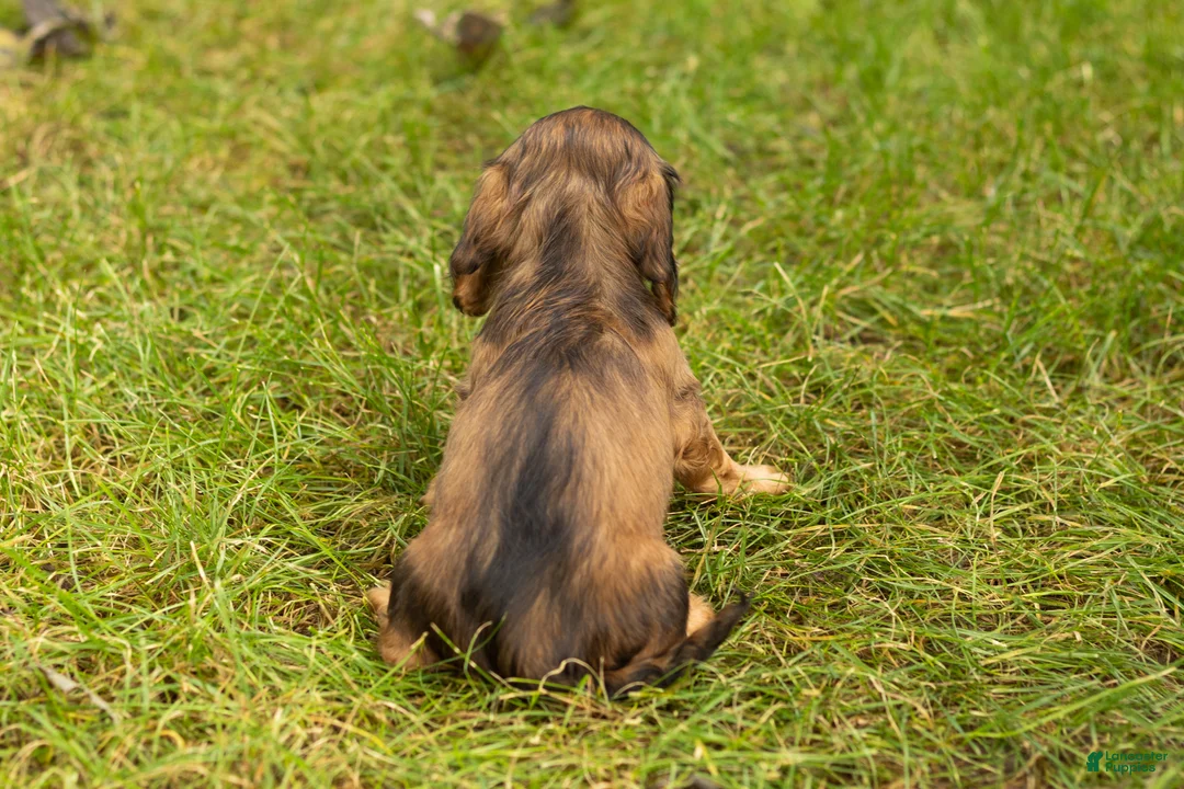 Miniature Dachshund dogs for sale: Milo  - Ad 5