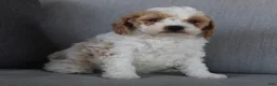 Cavapoo dogs for sale: Buddy - Ad 6