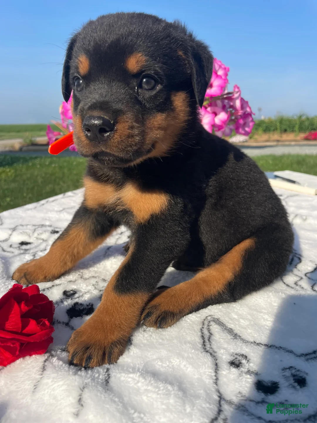 Rottweiler dogs for sale: Marshall - Ad 2