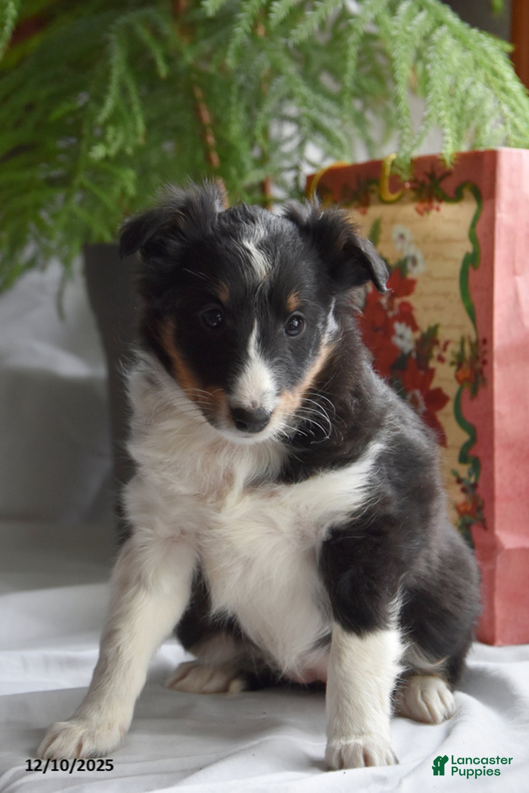 Shetland Sheepdog dogs for sale: Tori - Ad 1
