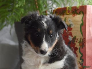 Shetland Sheepdog dogs Tori - Ad 12