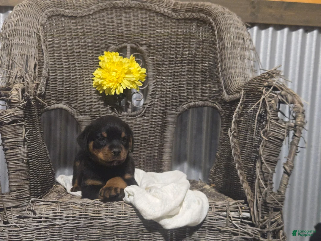 Rottweiler dogs for sale: Tyler - Ad 2