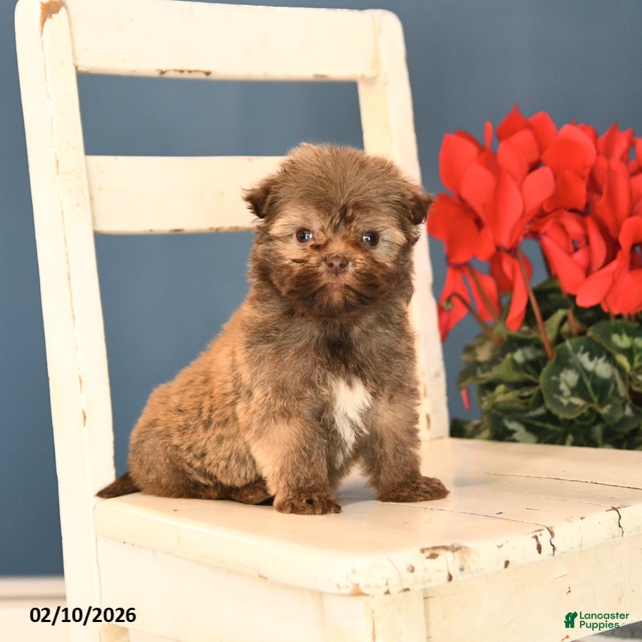 Havanese dogs Peanut  - Ad 33