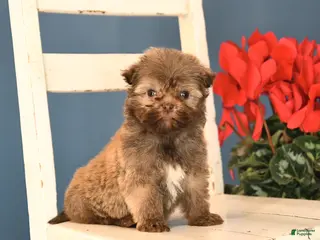 Havanese dogs Peanut - Ad 33