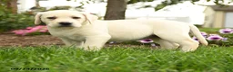 Labrador Retriever dogs for sale: Lily - Ad 5