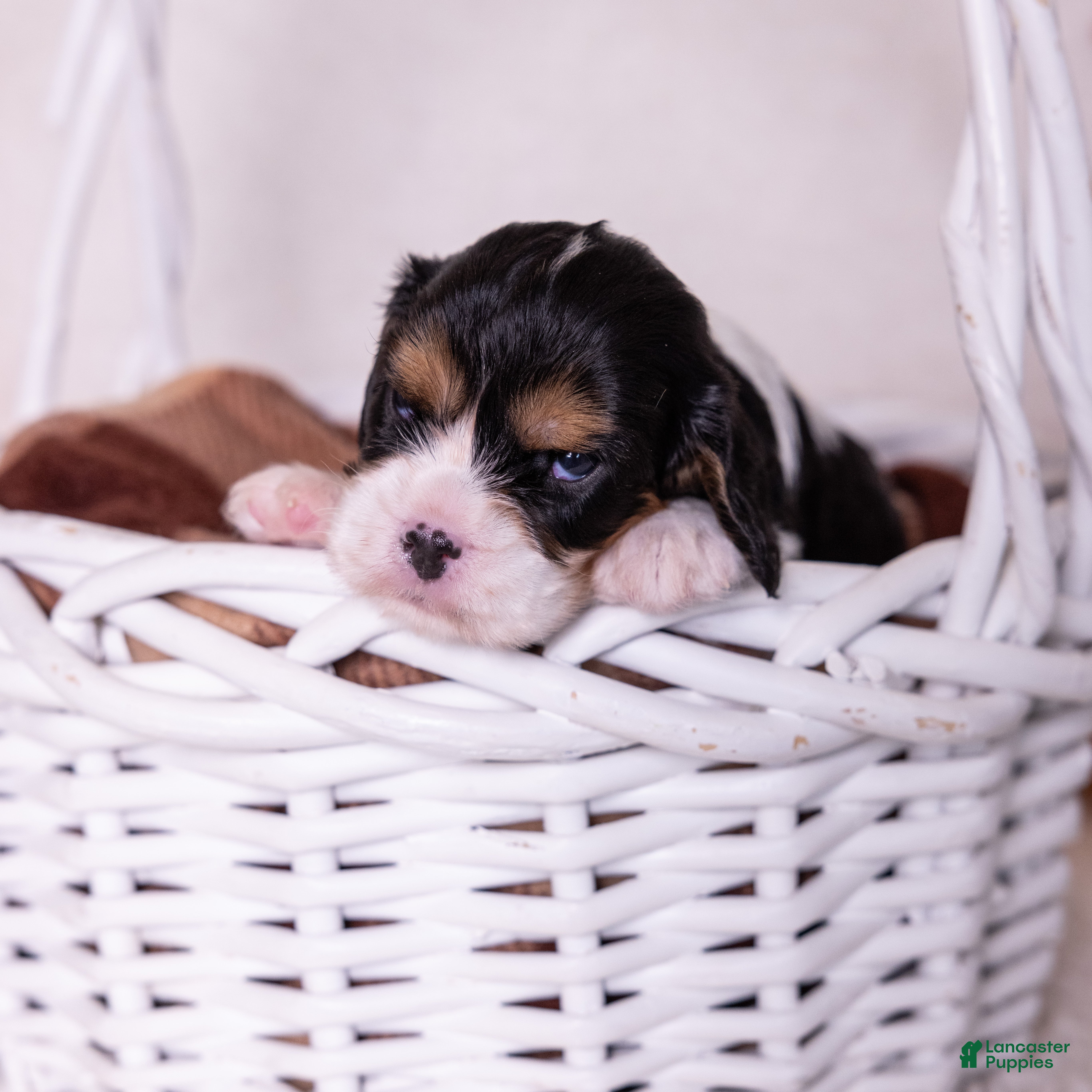 Cavalier King Charles Spaniel dogs Lincoln - Ad 2