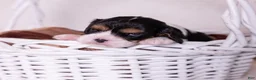 Cavalier King Charles Spaniel dogs for sale: Lincoln - Ad 2
