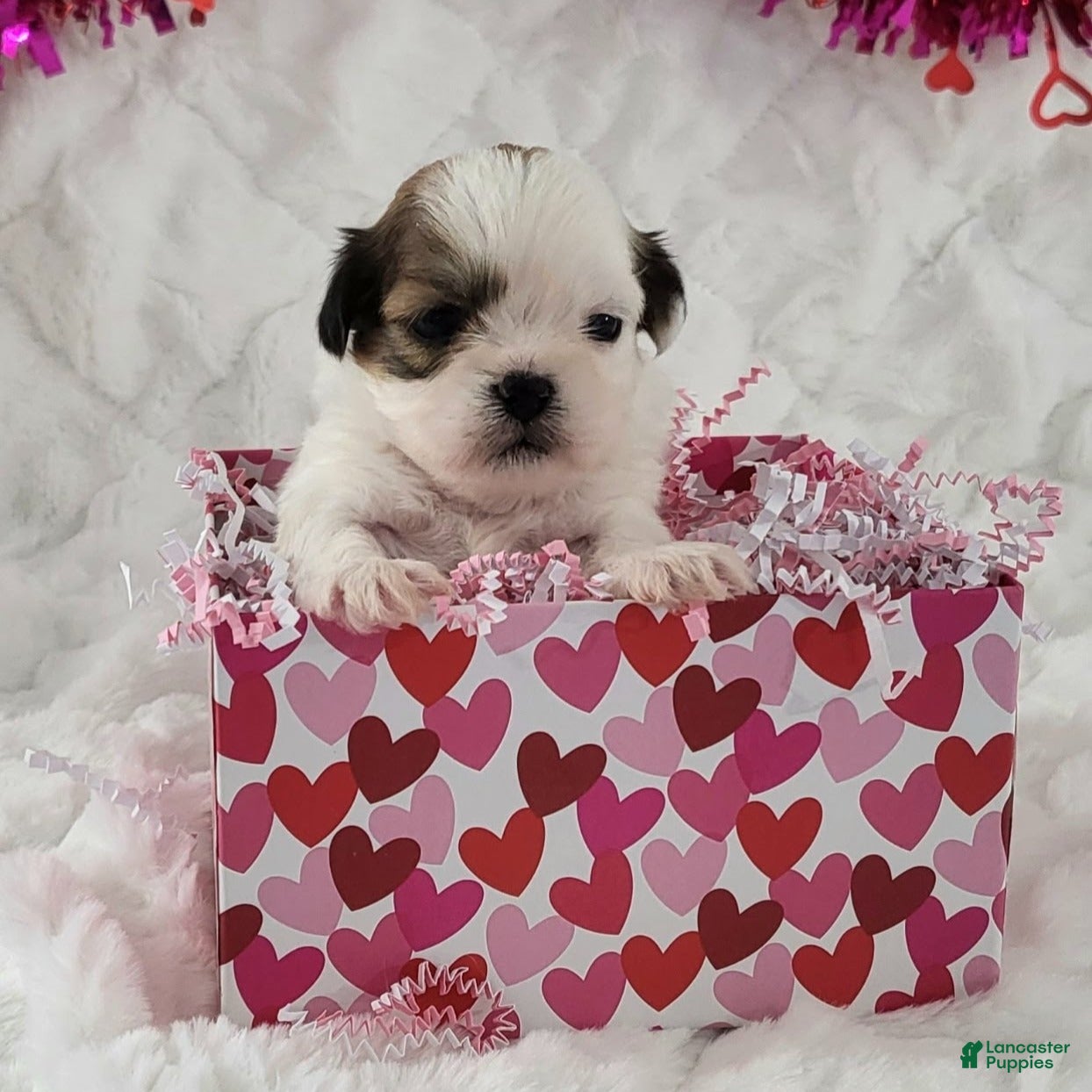 Teddy Bear dogs Lucky  - Ad 11