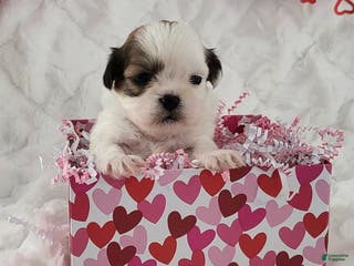 Teddy Bear dogs Lucky - Ad 11