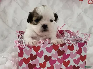 Teddy Bear dogs Lucky - Ad 30