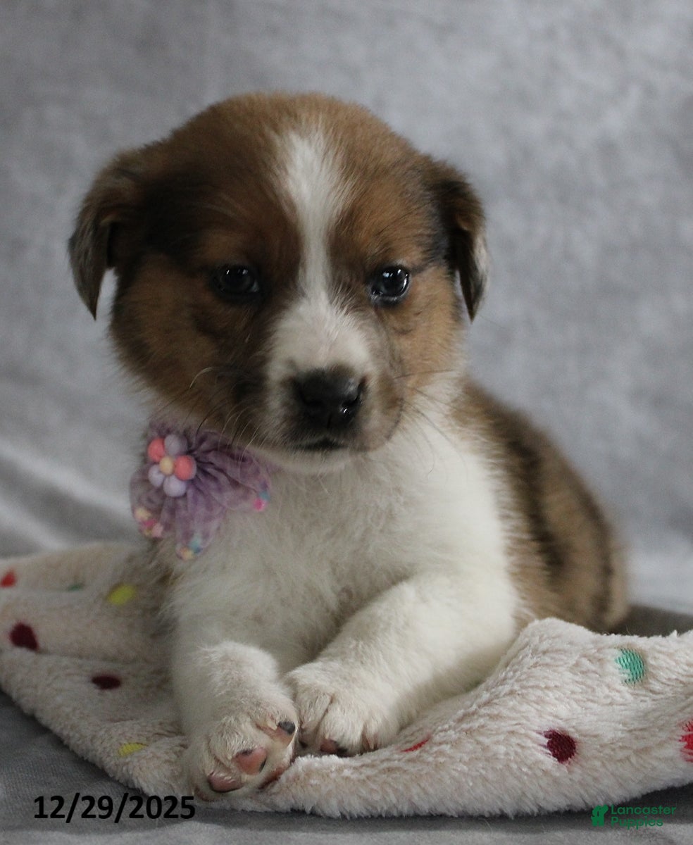 Mixed Breed dogs Avery - Ad 8