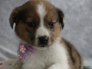 Mixed Breed dogs Avery - Ad 8