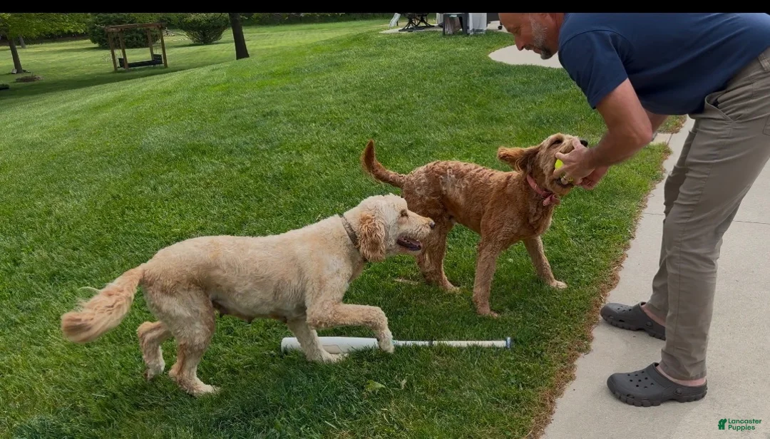 Mini Goldendoodle dogs for sale: Mini Goldendoodle 2 - Ad 7